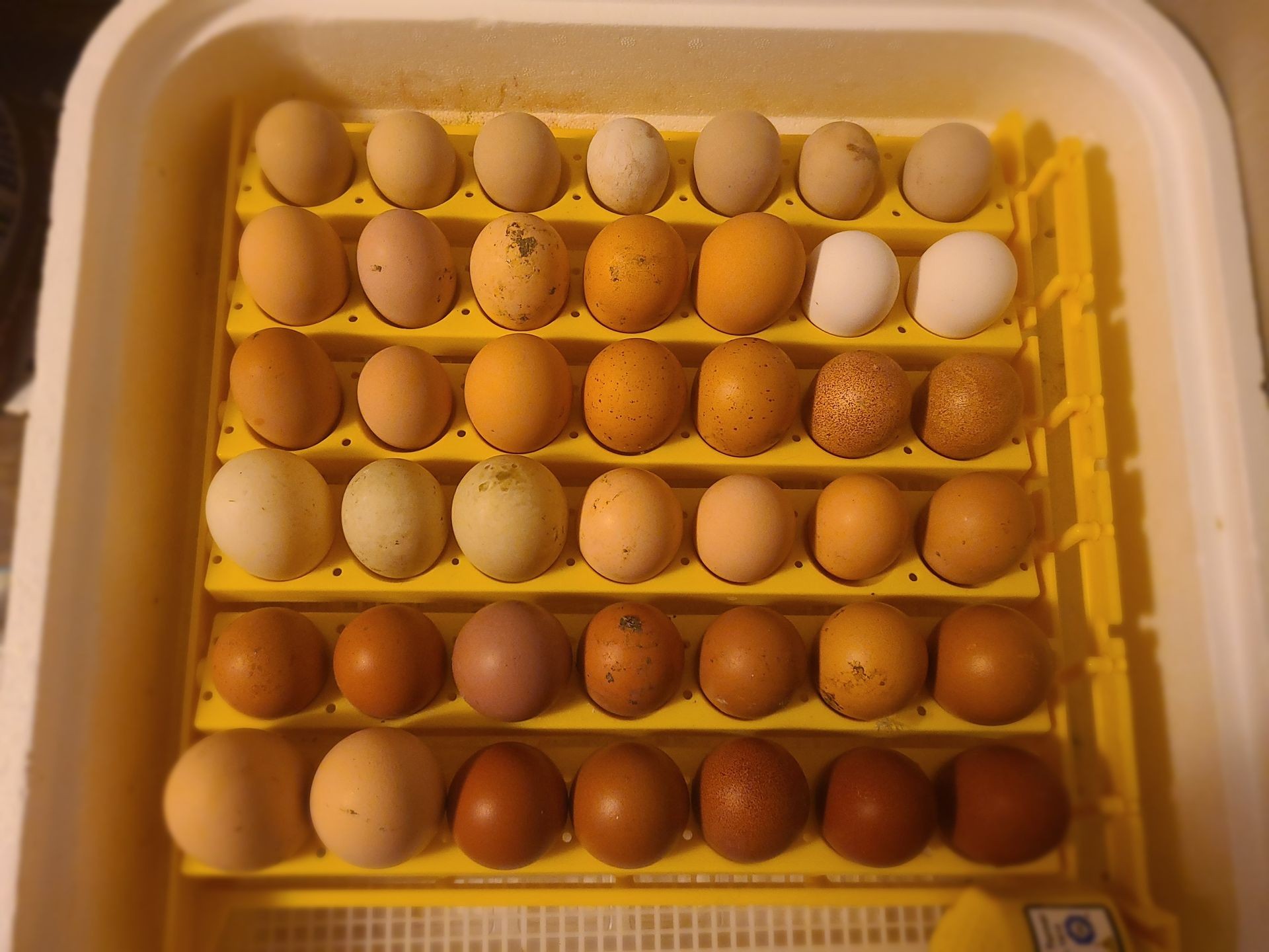 Eggs from our ladies 